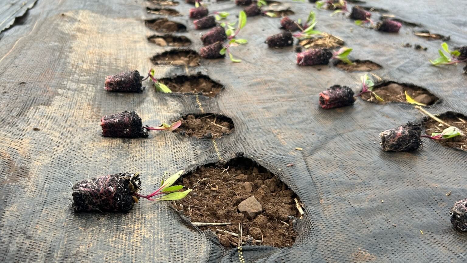 environmental-stewardship