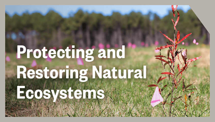 25-0372_IMA_CaseStudy-Tree_Thumbnail_v01