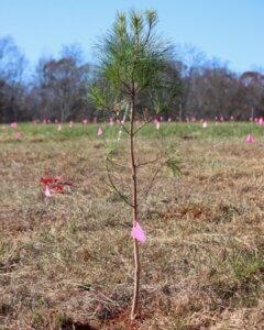 Image from Phase 1 tree planting in December 2024.